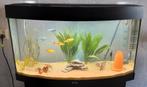Juwel vision 180, incl vissen, Dieren en Toebehoren, Ophalen, Gebruikt, Gevuld zoetwateraquarium