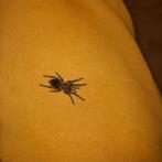 geleedpotigen(tarantula's, kakkerlakken pissebedden), Dieren en Toebehoren, Overige soorten