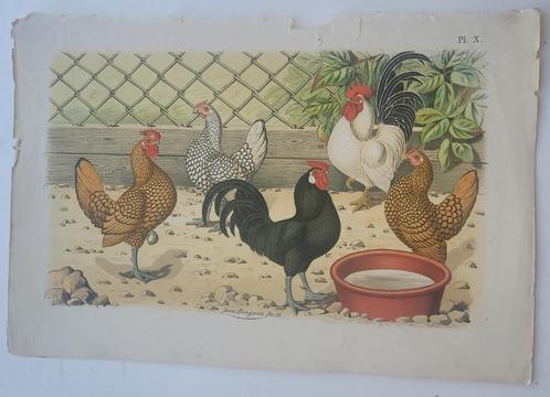 Vogelwereld  kippen prent  uit 1883 - Kippen FRAAI, Verzamelen, Foto's en Prenten, Gebruikt, Prent, Dier, Voor 1940, Ophalen of Verzenden