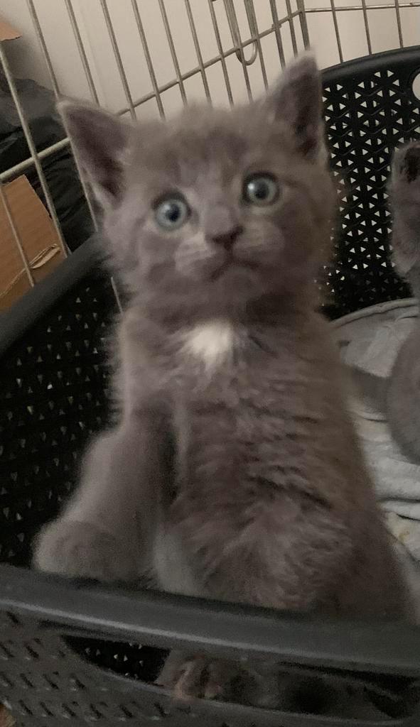 Grijze rus kittens, Dieren en Toebehoren, Katten en Kittens | Raskatten | Korthaar, Meerdere dieren, 0 tot 2 jaar, Ontwormd