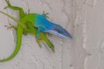 GEZOCHT KOPPEL anolis allisoni, Dieren en Toebehoren, Slang, 0 tot 2 jaar