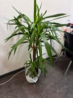 Grote plant, Huis en Inrichting, Kamerplanten, Ophalen, 100 tot 150 cm, Halfschaduw, In pot