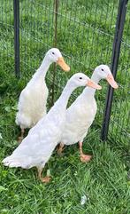 Witte loopeend woerd, Dieren en Toebehoren, Mannelijk, Eend