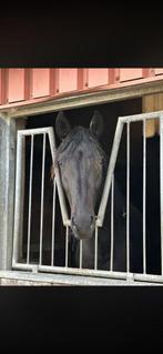 Super lieve en mega bewegende bloomberg merrie, Dieren en Toebehoren, Paarden, Merrie, Met stamboom, Dressuurpaard, Onbeleerd