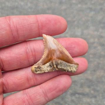 Fossiel Hemipristis haaientand 38mm beschikbaar voor biedingen