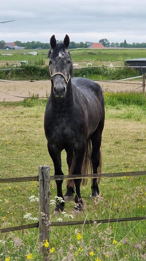 Allround ruin, Dieren en Toebehoren, Paarden, Ruin, Niet van toepassing, 175 cm of meer, 3 tot 6 jaar, Recreatiepaard, Gechipt