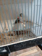 2 koppel zebravinken, Dieren en Toebehoren, Meerdere dieren, Tropenvogel
