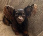 Russkiy Toy, Dieren en Toebehoren, Honden | Chihuahua's en Gezelschapshonden, Rabiës (hondsdolheid), 1 tot 2 jaar, Eén hond, Nederland