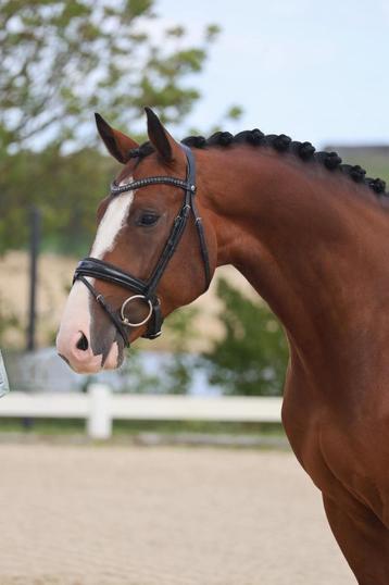 Super mooie 5 jarige ruin van Toto Jr beschikbaar voor biedingen