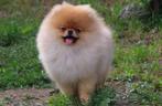 Pomeriaan puppy, Dieren en Toebehoren, Particulier, 15 weken tot 1 jaar, Reu, Buitenland