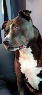 Puppy gezocht per mei 2026, Dieren en Toebehoren, Parvo, 8 tot 15 weken, Geslacht onbekend, Eén hond