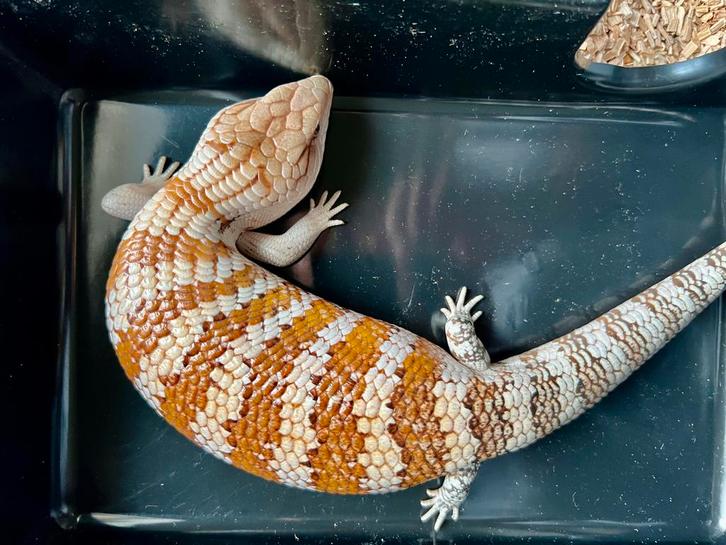 Tiliqua sp. Irian Jaya