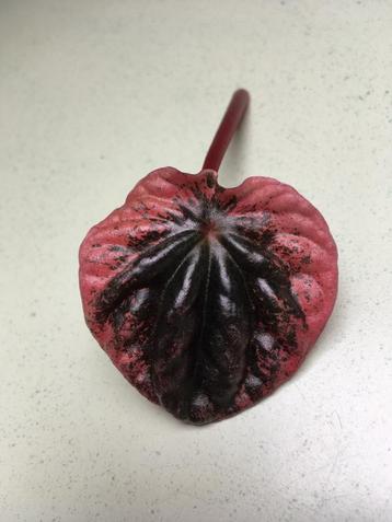 Peperomia caperata abricos, verse stek beschikbaar voor biedingen