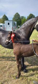 2e premie FRIES merry veulen van Jurre, Dieren en Toebehoren, Paarden, Merrie, Met stamboom, Niet van toepassing, Dressuurpaard
