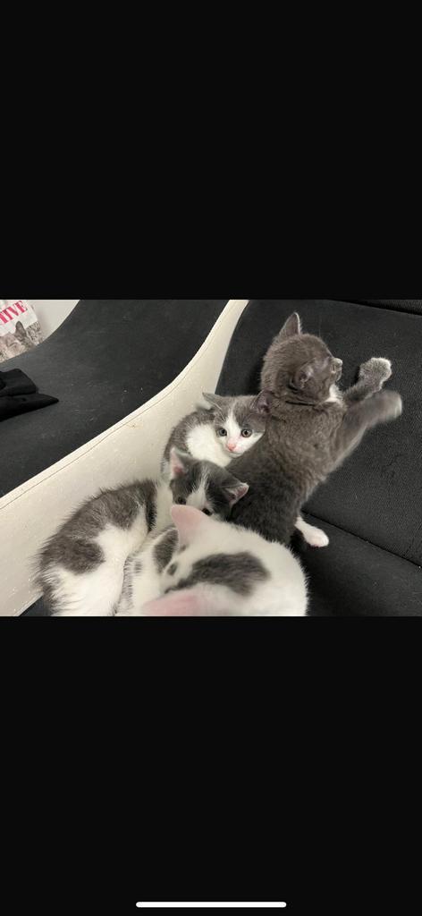 Kittens te koop apeldoorn, Dieren en Toebehoren, Katten en Kittens | Dekkaters