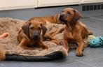 Prachtige Rhodesian Ridgeback pups met stamboom !, Overige rassen, CDV (hondenziekte), 8 tot 15 weken, Meerdere