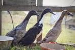 3 loopeenden, Dieren en Toebehoren, Meerdere dieren, Eend