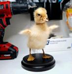 Loopeend kuiken taxidermie, Verzamelen, Dierenverzamelingen, Ophalen of Verzenden, Nieuw, Vogel, Opgezet dier