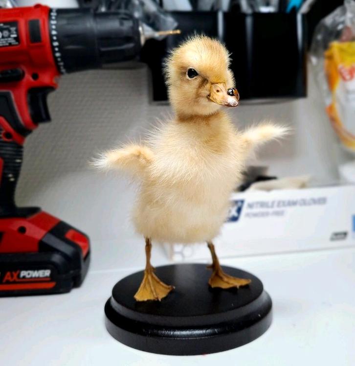Loopeend kuiken taxidermie, Verzamelen, Dierenverzamelingen, Nieuw, Opgezet dier, Vogel, Ophalen of Verzenden