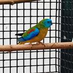 Wildkleur turquoisine 2025, Dieren en Toebehoren, Vogels | Parkieten en Papegaaien, Mannelijk, Parkiet