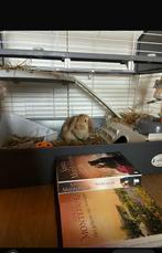 KONIJNENHOK te koop, 2 verdiepingen, Dieren en Toebehoren, Knaagdieren en Konijnen | Hokken en Kooien, Ophalen of Verzenden, Gebruikt