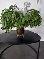 Lidcactus, Ophalen, In pot, Halfschaduw, Minder dan 100 cm