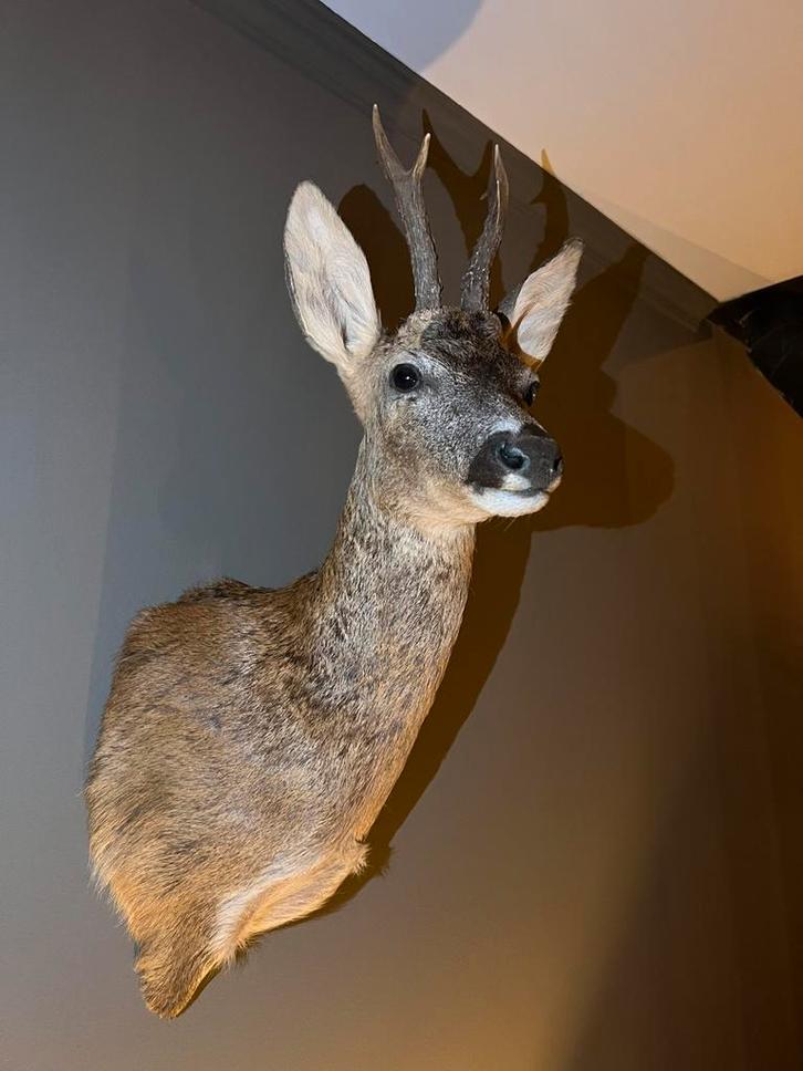 Mooie recent 2025 opgezette hertenkop met gewei ree reebok, Verzamelen, Dierenverzamelingen, Nieuw, Gewei of Kop, Wild dier, Ophalen of Verzenden