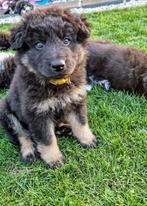 Mooie pups Herdermix X Altdeutsche Hütehund, Dieren en Toebehoren, Honden | Niet-rashonden, 8 tot 15 weken, Groot, Meerdere, Meerdere dieren