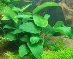 Anubias barteri xxl, Vis