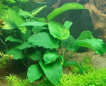 Anubias barteri xxl beschikbaar voor biedingen
