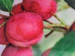Aanbieding 10 fruitbomen in soorten laagstam, Lente, Overige soorten, In pot, Ophalen of Verzenden