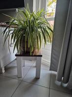Graslilie Groot, Ophalen, Overige soorten, Halfschaduw, Minder dan 100 cm