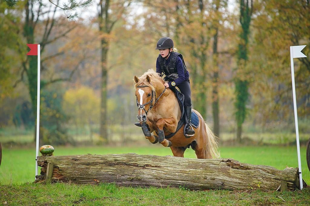Allround vos dun ponyhengst ter dekking, Hengst