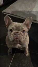 Franse bulldog, België, Particulier, 1 tot 2 jaar, Teef