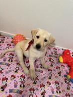 Labrador, CDV (hondenziekte), 8 tot 15 weken, Labrador retriever, Meerdere