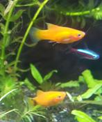 2 mickey mouse platys en 1 oranje hoogvin platy, Vis