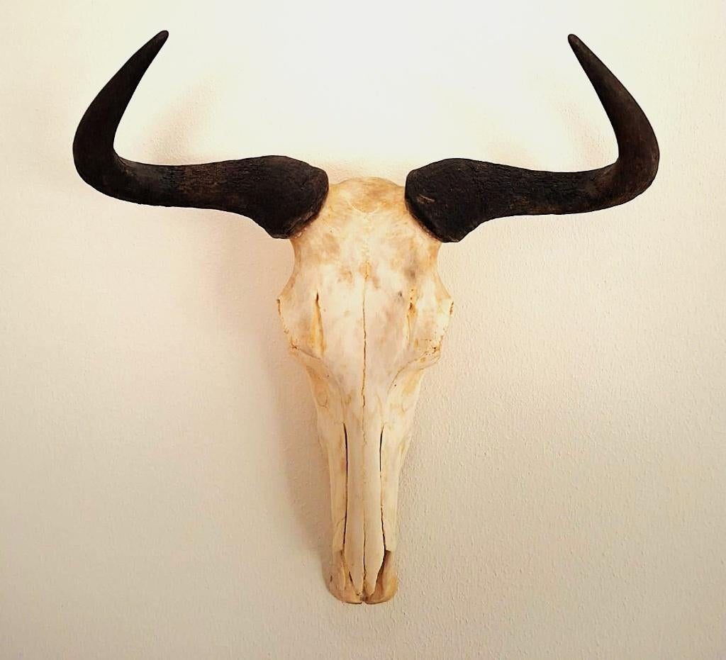 Schedel van Gnoe (Wildebeest), Antiek en Kunst, Curiosa en Brocante, Ophalen