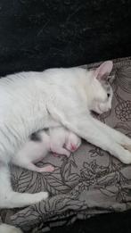 Pip lieve poes, Dieren en Toebehoren, Katten en Kittens | Overige Katten, Kortharig, 3 tot 5 jaar, Poes