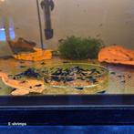 Blauwe | Blue Dream Neocaridina-garnalen, Kreeft, Krab of Garnaal, Zoetwatervis, Schoolvis