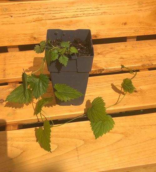 Hop stekje, Tuin en Terras, Planten | Tuinplanten, Vaste plant, Overige soorten, Halfschaduw, Herfst, Ophalen of Verzenden