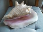 STROMBUS GIGAS, HELE GROTE SCHELP, 27 CM, Verzamelen, Ophalen of Verzenden, Schelp(en)