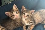 2 lieve kwart bengaalse kittens, Dieren en Toebehoren, Katten en Kittens | Overige Katten, Poes