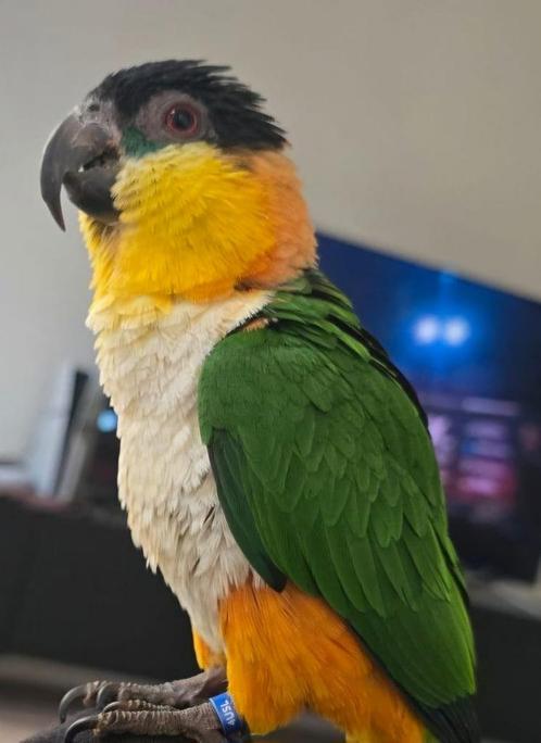 Mooie Zwartkopcaique, Dieren en Toebehoren, Vogels | Parkieten en Papegaaien, Parkiet, Mannelijk