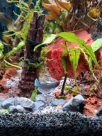 Twee jonge dames Betta, Vis