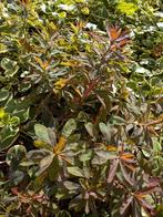 Euphorbia rode blad wolfsmelk droogte bestendig 2 planten, Ophalen, Bodembedekkers, Volle zon, Vaste plant