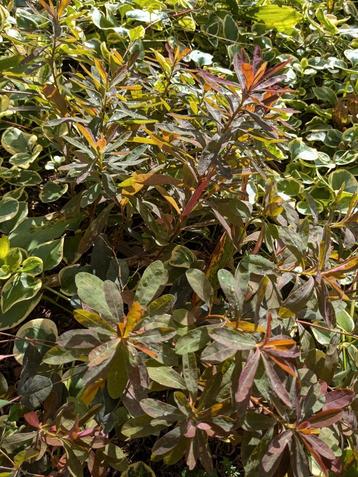 Euphorbia rode blad wolfsmelk droogte bestendig 2 planten  beschikbaar voor biedingen