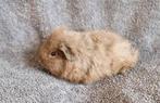 Cavia ch-teddy en us-teddy beertjes, Dieren en Toebehoren, Cavia, Juni, Mannelijk, Tam