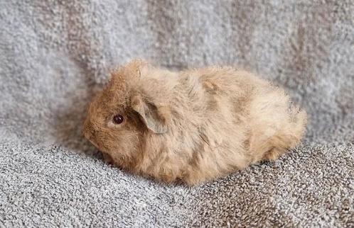 Cavia ch-teddy en us-teddy beertjes, Dieren en Toebehoren, Knaagdieren, Mannelijk, Cavia, Juni, Tam