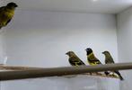 Jonge zwartkopsijs van 2025 popje, Meerdere dieren, Tropenvogel