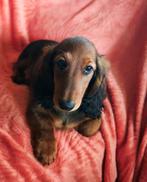 Nog 1 Langharige standaard Teckel pup met Stamboom!, Dieren en Toebehoren, Honden | Teckels en Dashonden, Standaard, Rabiës (hondsdolheid)